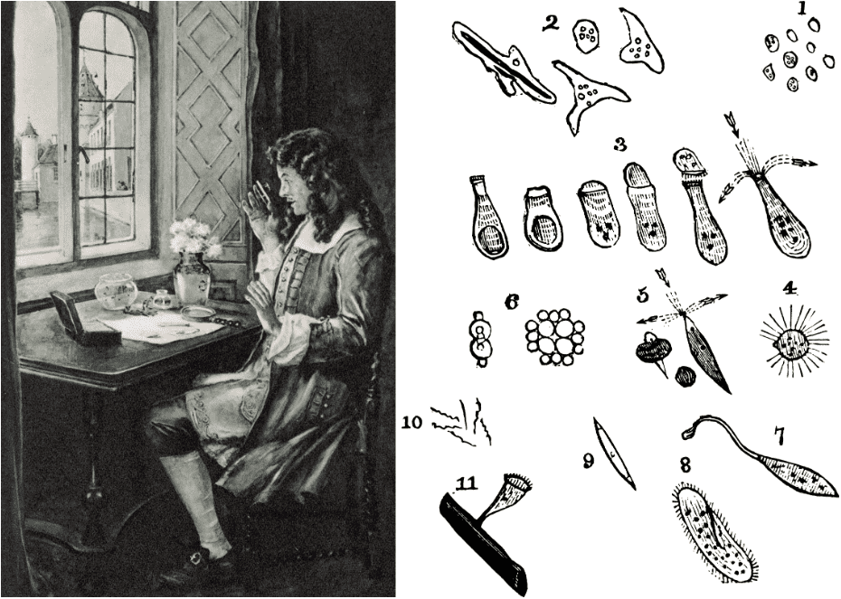 The Discovery of Bacteria: A Leeuwenhoek Story | GIDEON