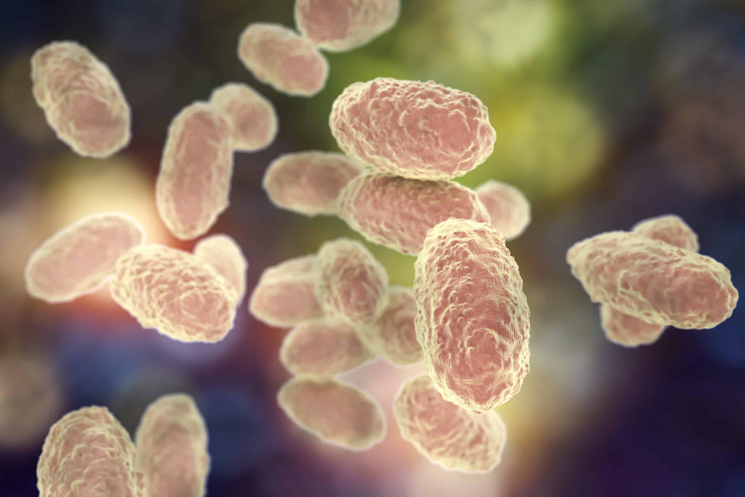 Бордетелла. Бактерия Bordetella pertussis. Bordetella parapertussis бактерии. Палочка коклюша Bordetella pertussis. Паракоклюш возбудитель Bordetella parapertussis.