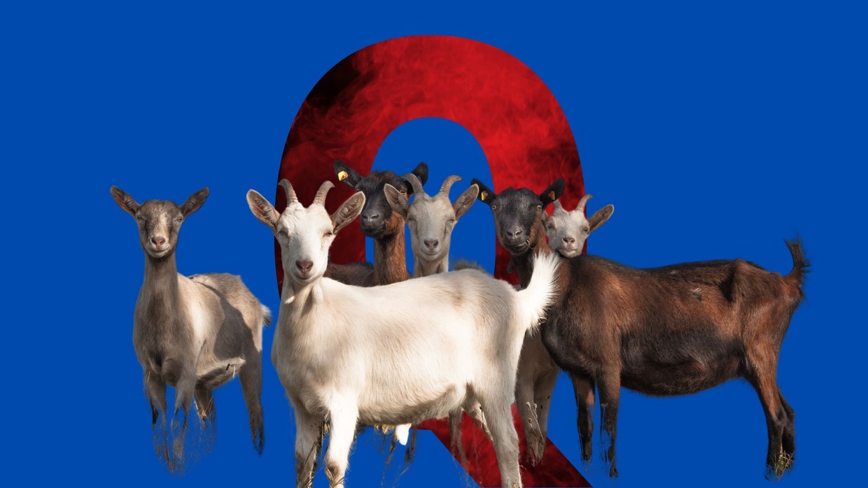 Q fever 101 All about the neglected zoonotic disease