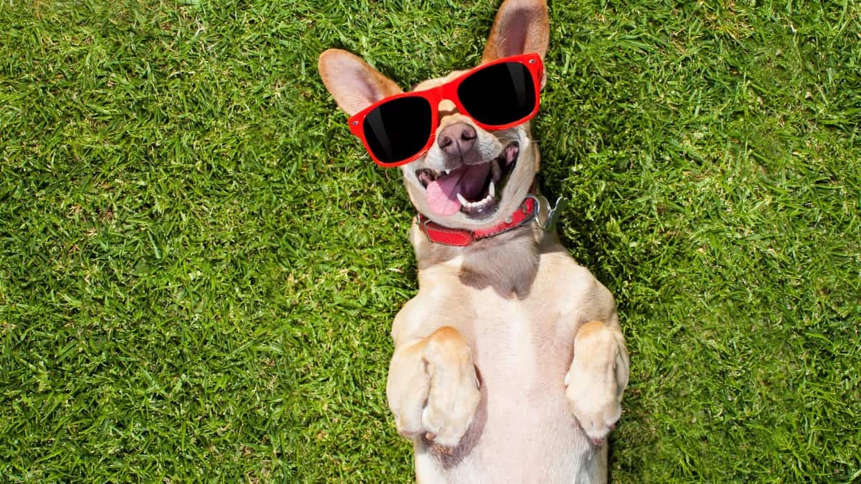 4 Parasite Infections From Your Pets and How you can Stop Them 4 Parasite Infections From Your Pets and How you can Stop Them