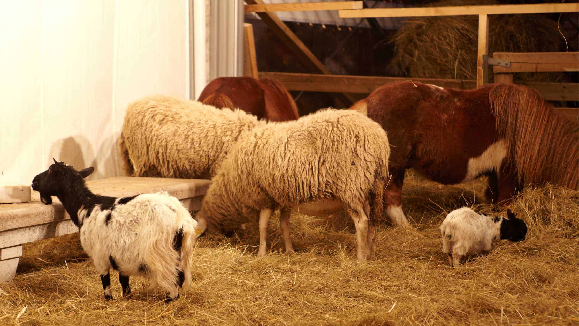 Massive Animal Illness Outbreaks Across the World Massive Animal Illness Outbreaks Across the World