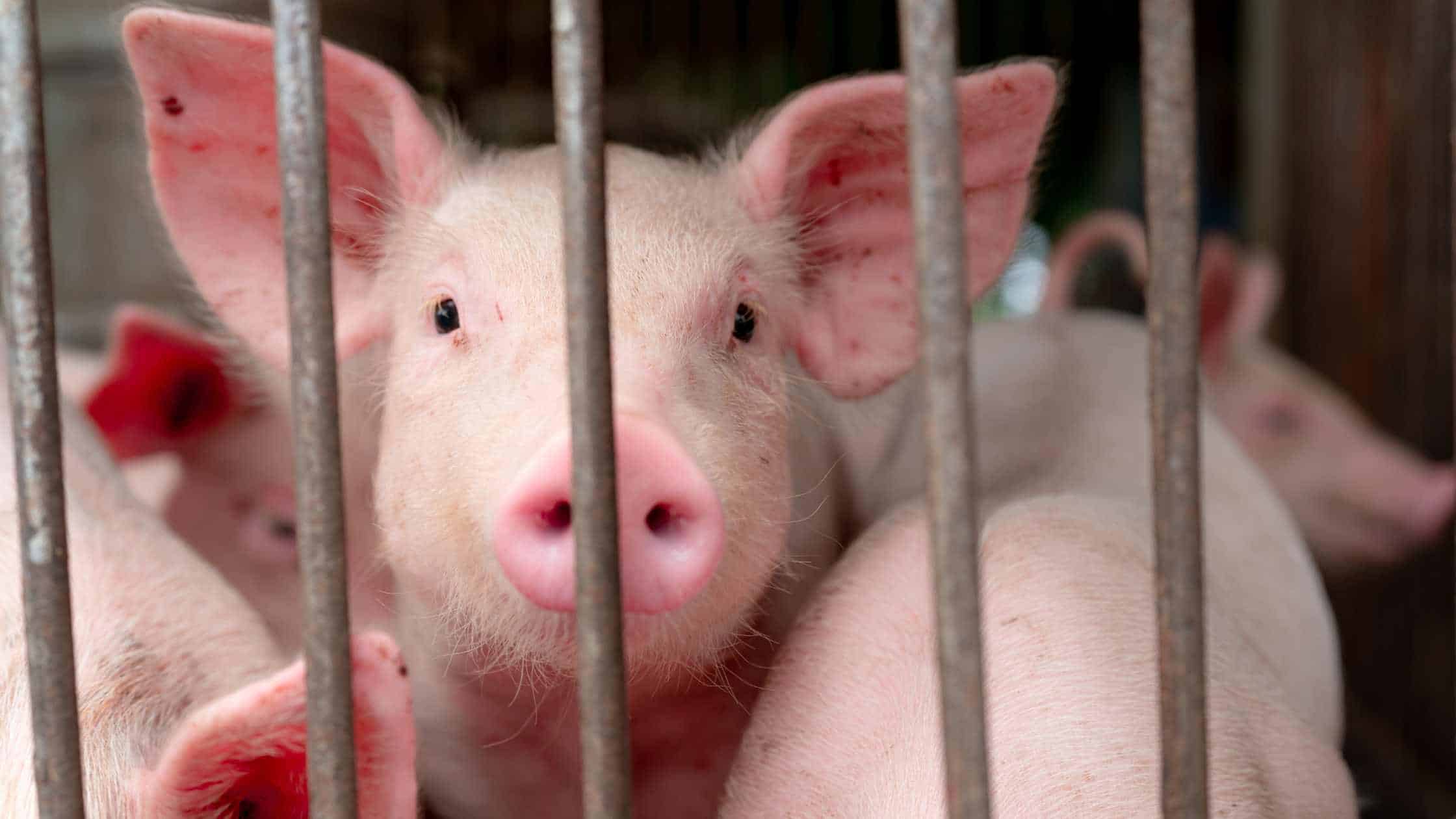 Swine Flu: H1N1 Influenza Defined Swine Flu: H1N1 Influenza Defined