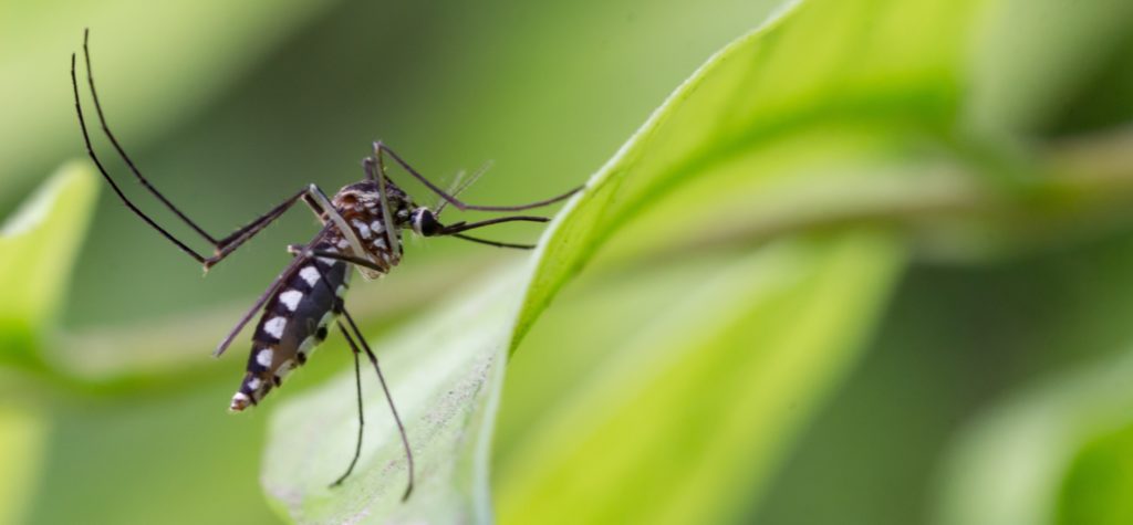 Aedes aegypti Mosquito. Close up a Mosquito Mosquito on leaf,Mosquito Vector-borne diseases,Chikungunya.Dengue fever.Rift Valley fever.Yellow fever.Zika virus.