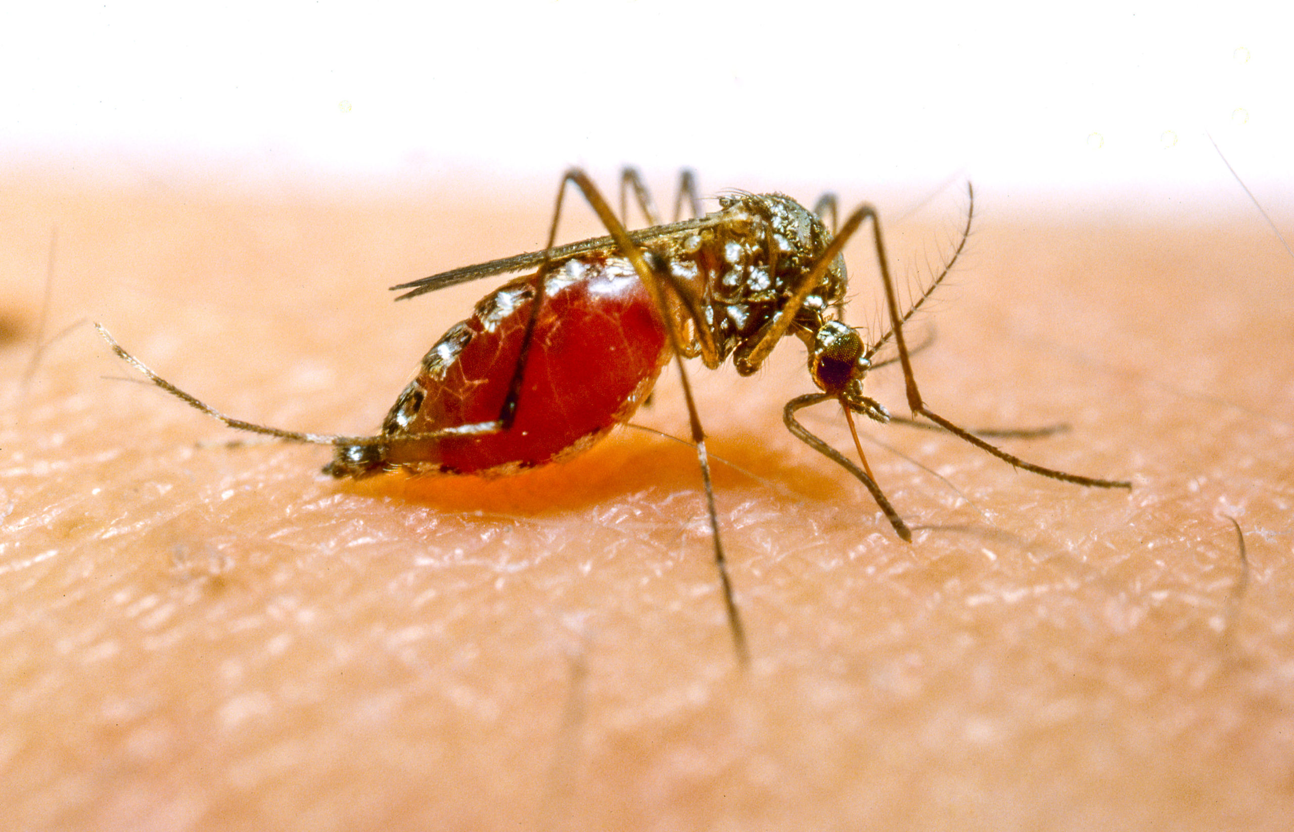 Anopheles mosquito sucking blood