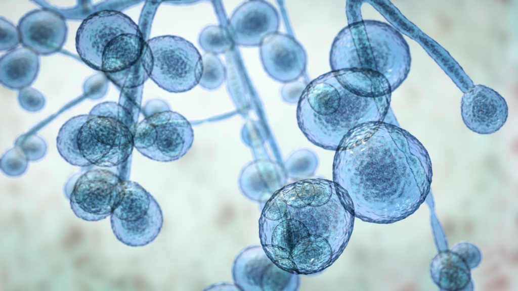 Candida auris fungi, emerging multidrug resistant fungus, agent of fungal infection