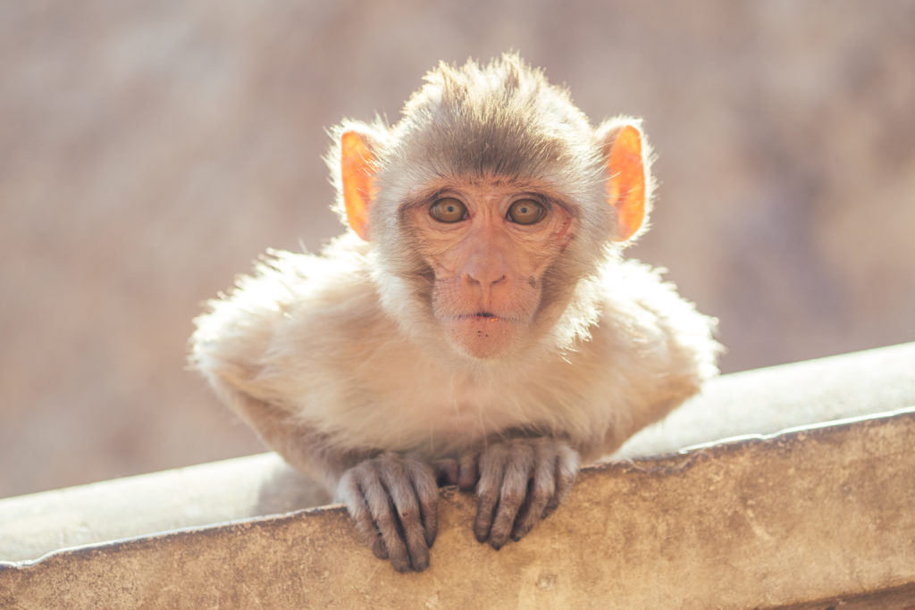 Monkeypox gideon global infectious diseases and epidemiology online 