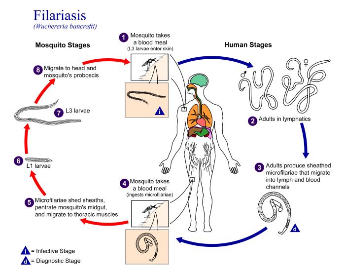 Lifecycle of Wuchereria bancrofti, an agent of Filariasis