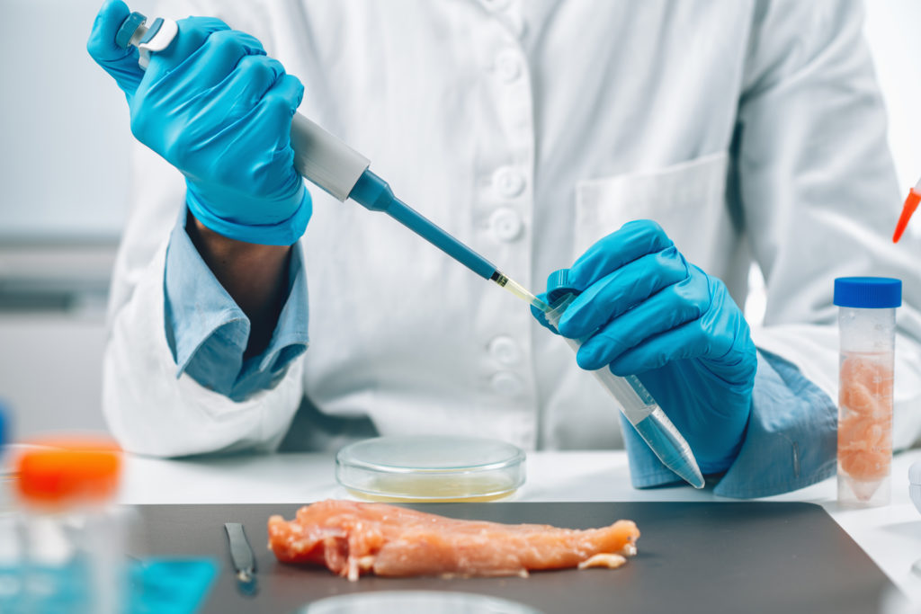 Food safety and quality assessment. Microbiologist testing poultry sample for the presence of salmonella and Escherichia coli,