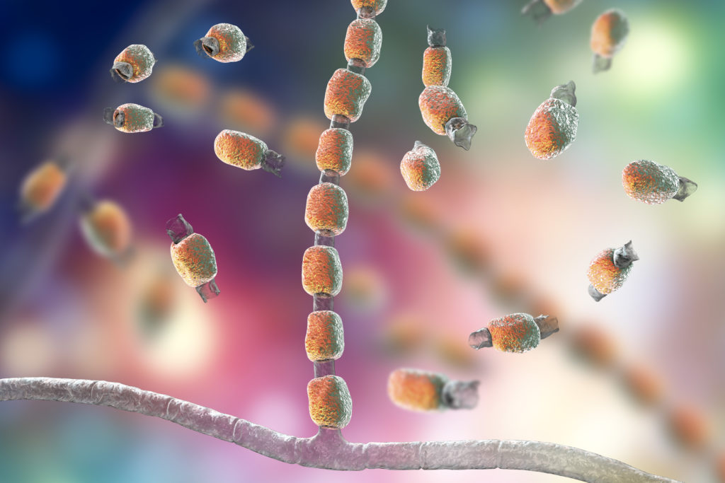 Fungus Coccidioides immitis, saprophytic stage, 3D illustration showing fungal arthroconidia. Pathogenic fungi that reside in soil and can cause fungal infection Coccidioidomycosis, or Valley fever