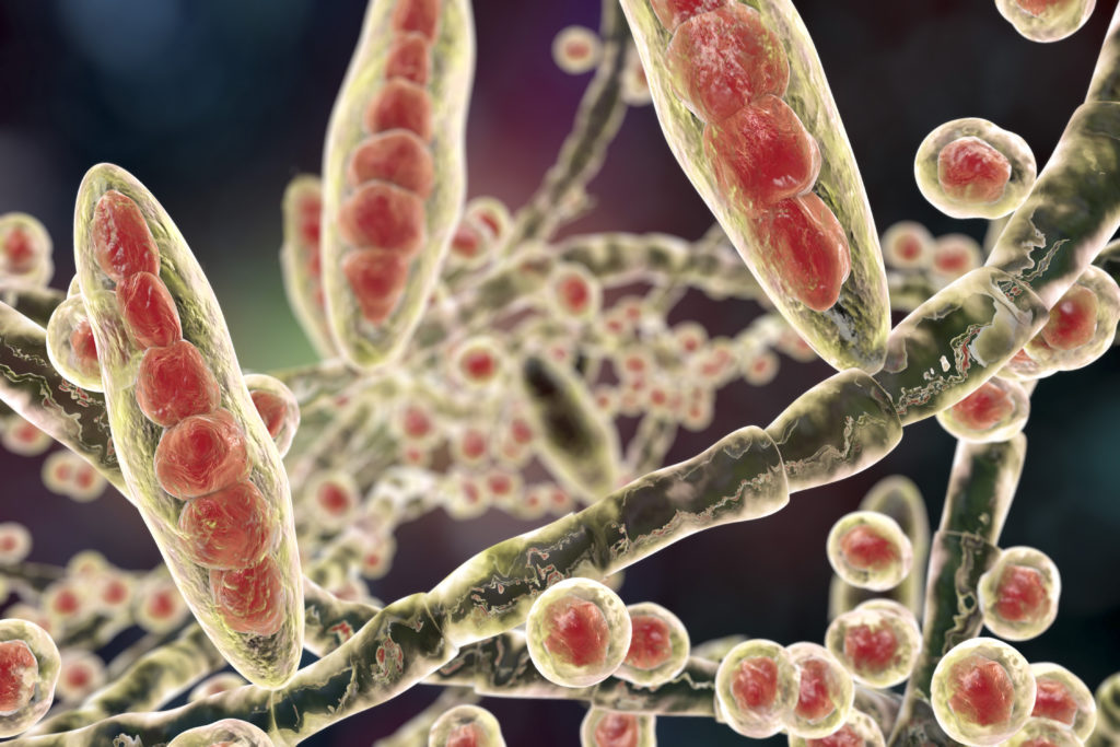 Trichophyton mentagrophytes - an agent of fungal infection