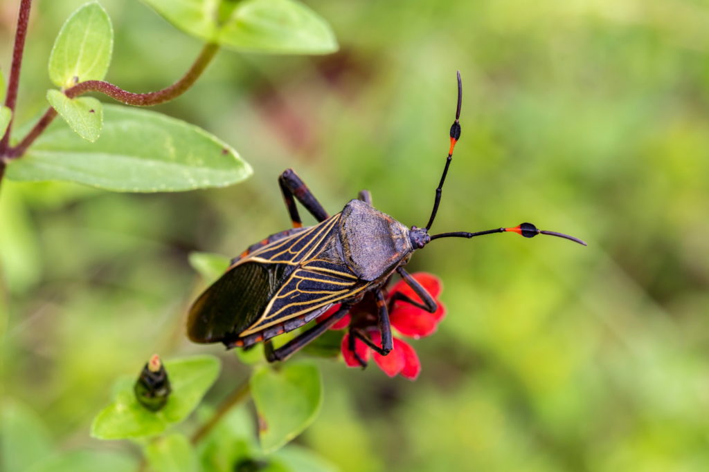 The kissing bug. Blood sucker, infection is known as Chagas disease.