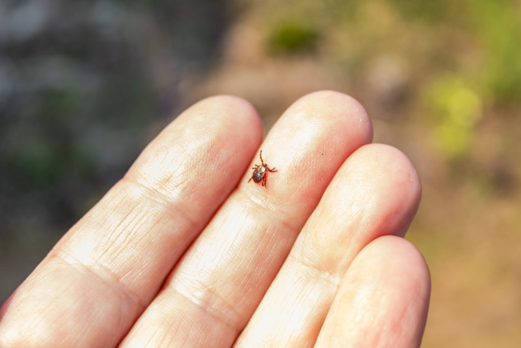 The tick Ixodes ricinus crawling on human skin. This kind of animal is a distributor of Borrelia spp, an agent of Lyme disease