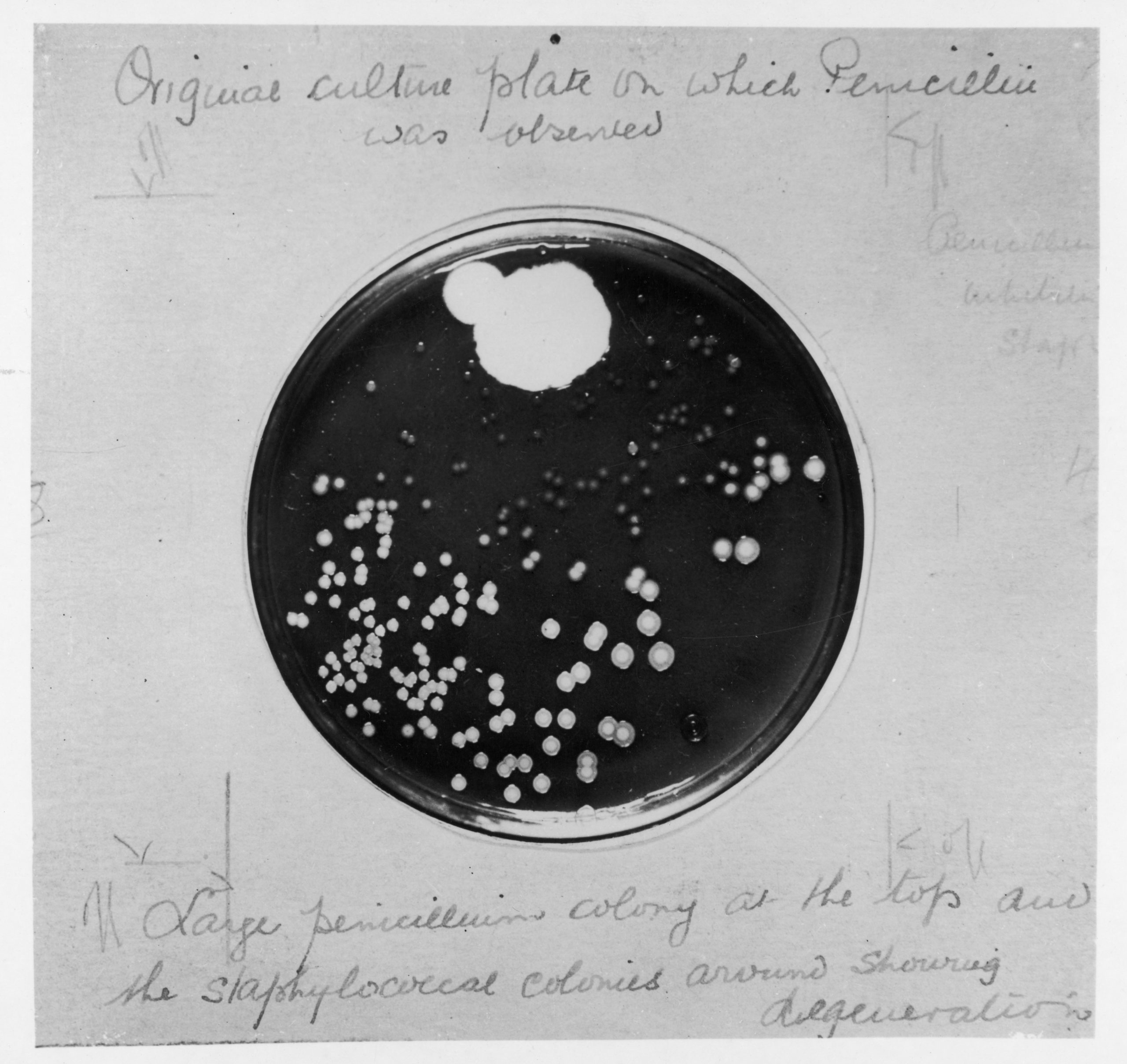 Penicillin culture,1929