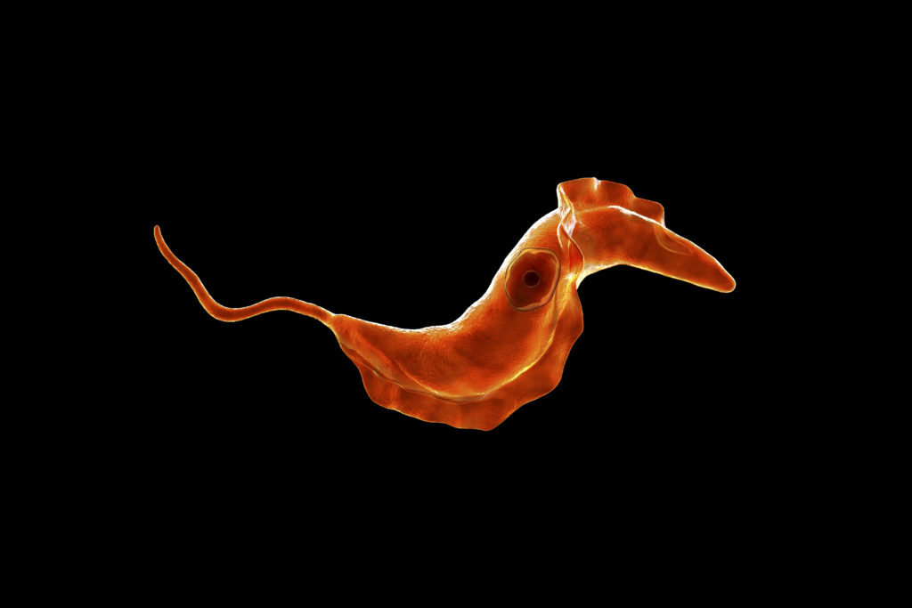 Trypanosoma cruzi parasite, 3D illustration. A protozoan that causes Chagas' disease transmitted to humans by the bite of triatomine bug