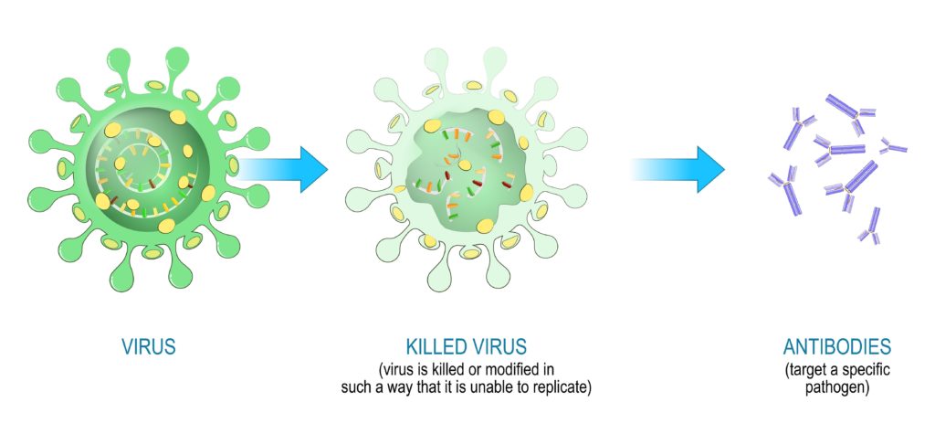 How vaccines work: inactivated vaccine
