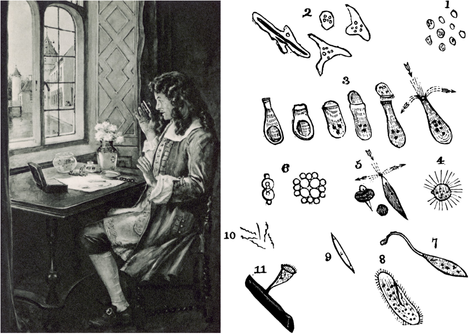 Anthony van Leeuwenhoek and animalcules drawings