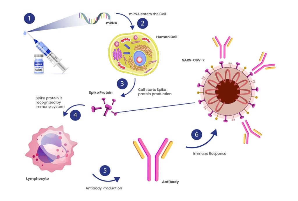 How vaccines work: mRNA vaccine schematic illustration
